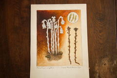 Corpse Plant - Indian Pipe Botanical Watercolor R.H. Greeley // ONH Item 1379