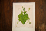 Vibrant green leaves and delicate white flower of a botanical bur-cucumber watercolor.
