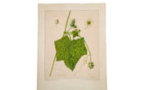 Detailed botanical watercolor of a vibrant green bur-cucumber vine and white flowers, on a toned sheet.