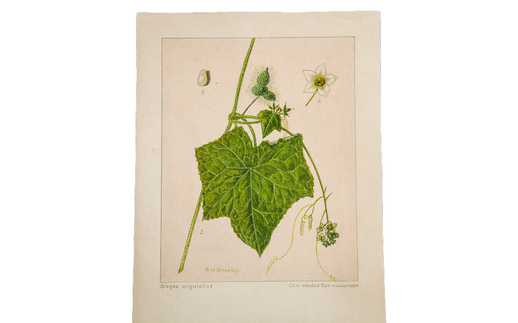 One-Seeded Bur-Cucumber Botanical Watercolor R.H. Greeley // ONH Item 1380