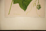 Artist R.H. Greeley's signature and plant names on the botanical watercolor's lower edge.