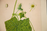 One-Seeded Bur-Cucumber botanical watercolor showcasing vibrant green leaves, thorny fruit, and white bloom.