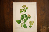 Angled view of the vintage botanical watercolor by R.H. Greeley showing the full art piece.