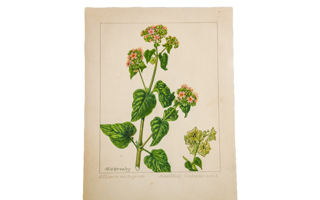Vintage botanical watercolor of Heartleaf Umbrella-Wort by R.H. Greeley on aged cream paper.