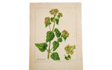 Vintage botanical watercolor of Heartleaf Umbrella-Wort by R.H. Greeley on aged cream paper.