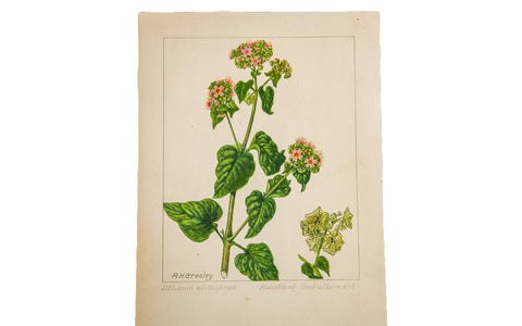Heartleaf Umbrella-Wort Botanical Watercolor R.H. Greeley // ONH Item 1381