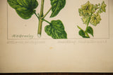 Signature of R.H. Greeley and pencil notations on the botanical Heartleaf Umbrella-Wort painting.