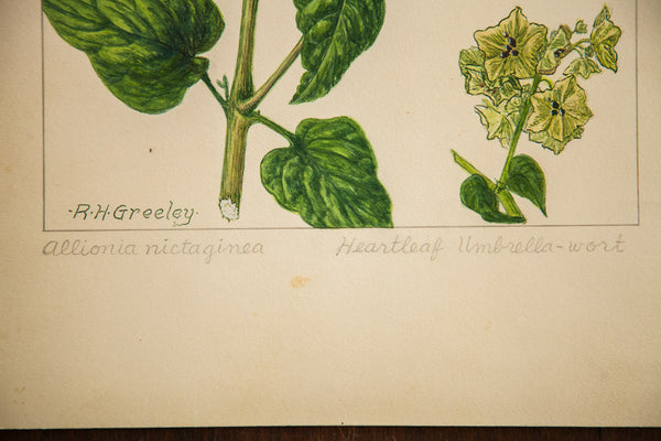 Heartleaf Umbrella-Wort Botanical Watercolor R.H. Greeley // ONH Item 1381 Image 3
