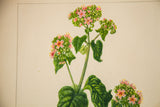 Richly saturated watercolor detail of pink flowers and deep green heart-shaped leaves.