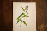 Pale pink, distinctive Turtle-Head blooms with vibrant green leaves in watercolor.
