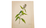 Vintage 1941 R.H. Greeley botanical watercolor of green Turtle-Head and pale flowers.
