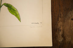 Turtle-Head Botanical Watercolor R.H. Greeley // ONH Item 1382 Image 3