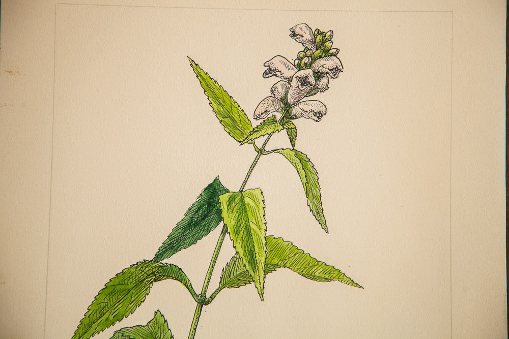 Turtle-Head Botanical Watercolor R.H. Greeley // ONH Item 1382 Image 1