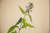 Detail of pink-tinged Turtle-Head flowers with vibrant green leaves on vintage watercolor.