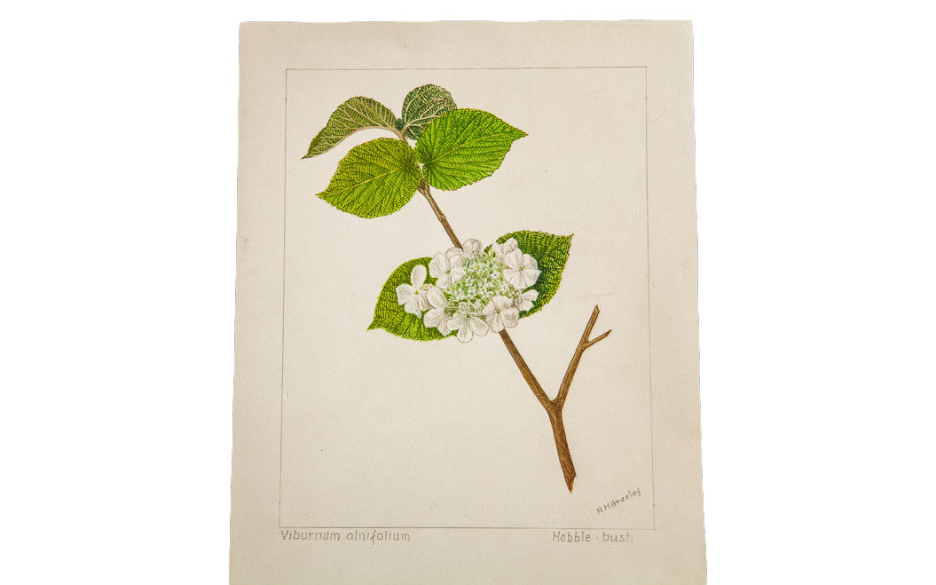 Hobble-Bush Botanical Watercolor R.H. Greeley // ONH Item 1383