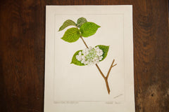 Hobble-Bush Botanical Watercolor R.H. Greeley // ONH Item 1383 Image 2