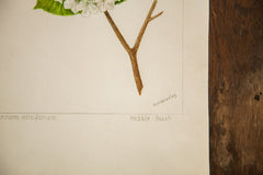 Hobble-Bush Botanical Watercolor R.H. Greeley // ONH Item 1383 Image 3