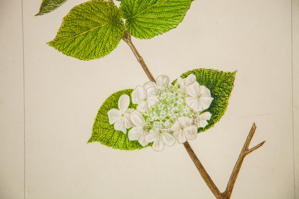 Hobble-Bush Botanical Watercolor R.H. Greeley // ONH Item 1383 Image 1