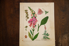 Foxglove Botanical Watercolor R.H. Greeley // ONH Item 1384 Image 2