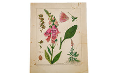 Foxglove Botanical Watercolor R.H. Greeley // ONH Item 1384