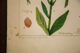 Vintage Foxglove watercolor detail with R.H. Greeley signature, Latin name, and aged paper.