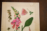 Upper portion of Foxglove botanical watercolor with pink blooms, green leaves, and aged paper.