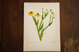 The full plate of R.H. Greeley's 1940 Sneezeweed watercolor with signature and pencil notations.