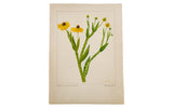 An original 1940 botanical watercolor of Sneezeweed by R.H. Greeley on aged heavy-gauge paper.