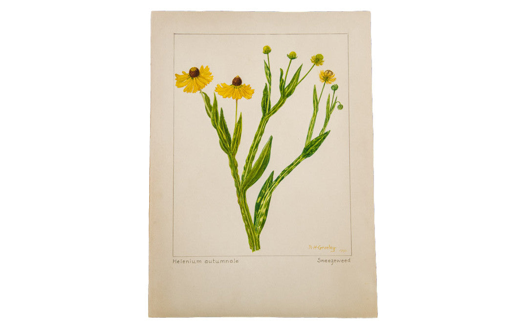 Sneezeweed Botanical Watercolor R.H. Greeley // ONH Item 1385
