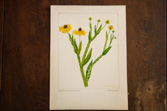 Sneezeweed Botanical Watercolor R.H. Greeley // ONH Item 1385 Image 2