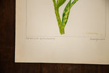 Original signature by R.H. Greeley dated 1940 with handwritten names on the botanical art.