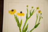 Vibrant yellow petals and striated green stems of a Sneezeweed watercolor on heavy vintage paper.