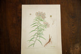 Pearly Everlasting botanical art showing the scientific labels and original artist signature.
