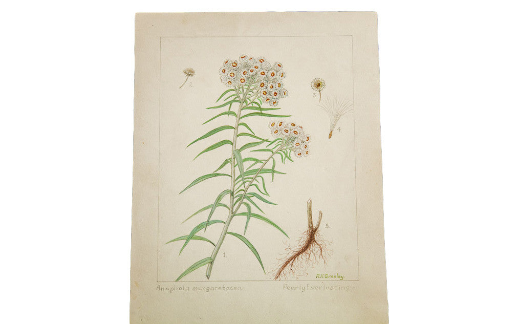 Original botanical watercolor of the Pearly Everlasting plant with detailed flowers and roots on aged paper.