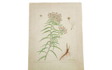Original botanical watercolor of the Pearly Everlasting plant with detailed flowers and roots on aged paper.