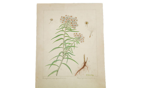 Pearly Everlasting Botanical Watercolor R.H. Greeley // ONH Item 1386