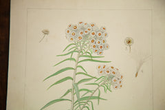 Pearly Everlasting Botanical Watercolor R.H. Greeley // ONH Item 1386 Image 1