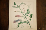 Original 1940 watercolor of Cow Vetch plant, detailing its flowers, pods, and handwritten labels.
