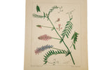 Cow Vetch botanical watercolor by R.H. Greeley, dated 1940, with pink and blue-violet flowers.