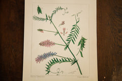 Cow Vetch Botanical Watercolor R.H. Greeley // ONH Item 1387 Image 2