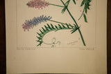 Original artist signature R.H. Greeley, dated 1940, on a botanical watercolor illustration.