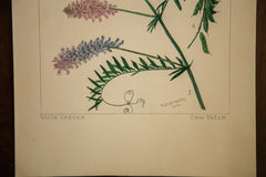 Cow Vetch Botanical Watercolor R.H. Greeley // ONH Item 1387 Image 3