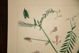 Close-up of a numbered pea pod and delicate tendrils on a botanical watercolor illustration.