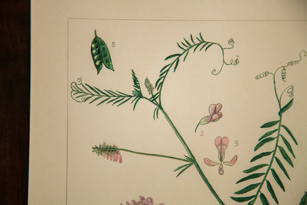 Cow Vetch Botanical Watercolor R.H. Greeley // ONH Item 1387 Image 1