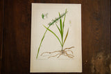 R.H. Greeley's 1938 botanical watercolor of Grass-Leaved Ladies Tresses on aged paper.
