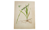 Original 1938 botanical watercolor of Grass-Leaved Ladies Tresses: detailed green leaves, white flowers, and roots.