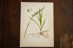 Grass-Leaved Ladies Tresses Botanical Watercolor R.H. Greeley // ONH Item 1388 Image 2