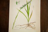 Detailed botanical watercolor of Spiranthes praecox, showing plant with roots, signed R.H. Greeley 1938.