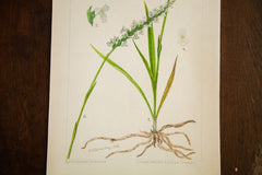Grass-Leaved Ladies Tresses Botanical Watercolor R.H. Greeley // ONH Item 1388 Image 1