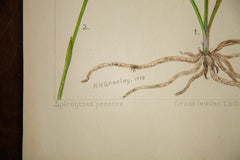 Grass-Leaved Ladies Tresses Botanical Watercolor R.H. Greeley // ONH Item 1388 Image 3